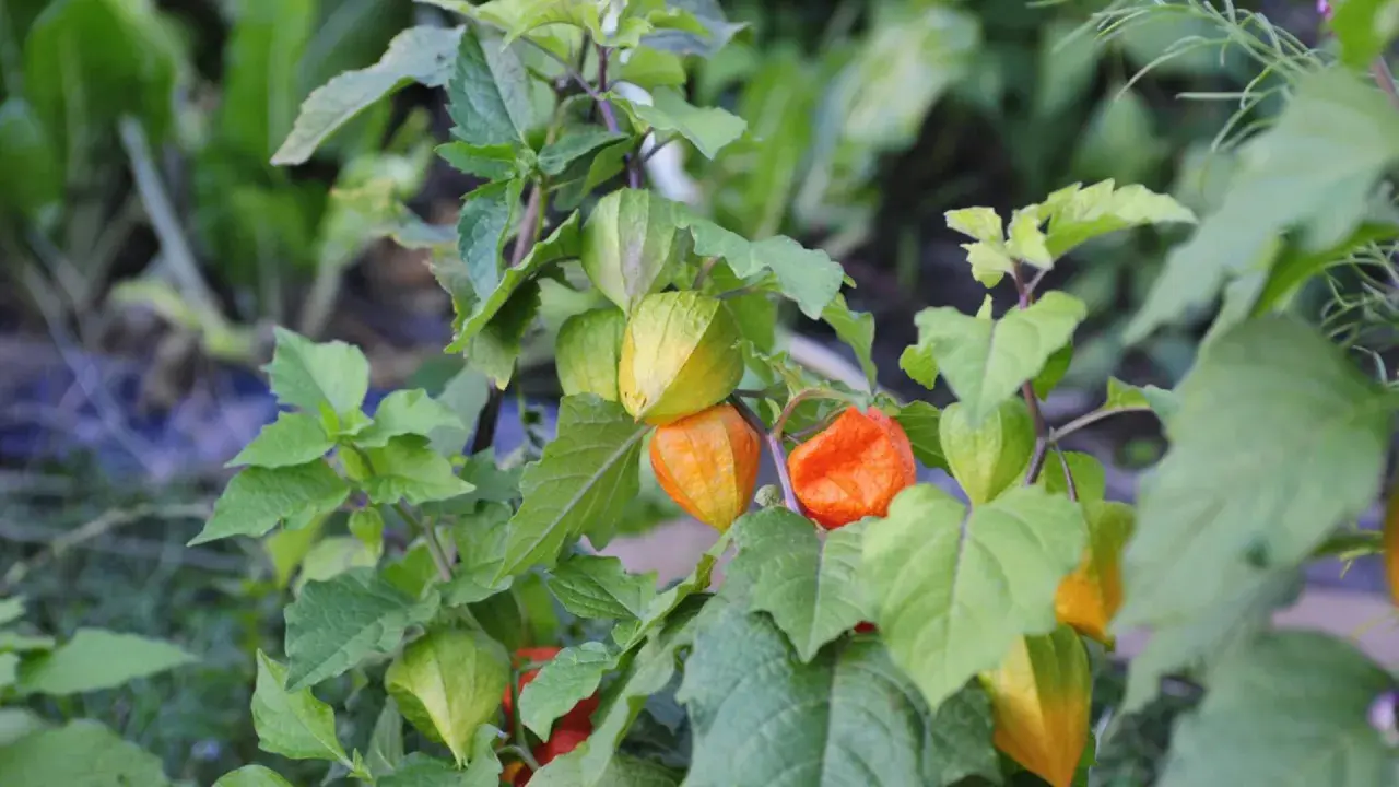Reife Physalis-Früchte in leuchtendem Orange und Gelb hängen an einem Strauch. Diese kleinen, gesunden Früchte sind ein Genuss.