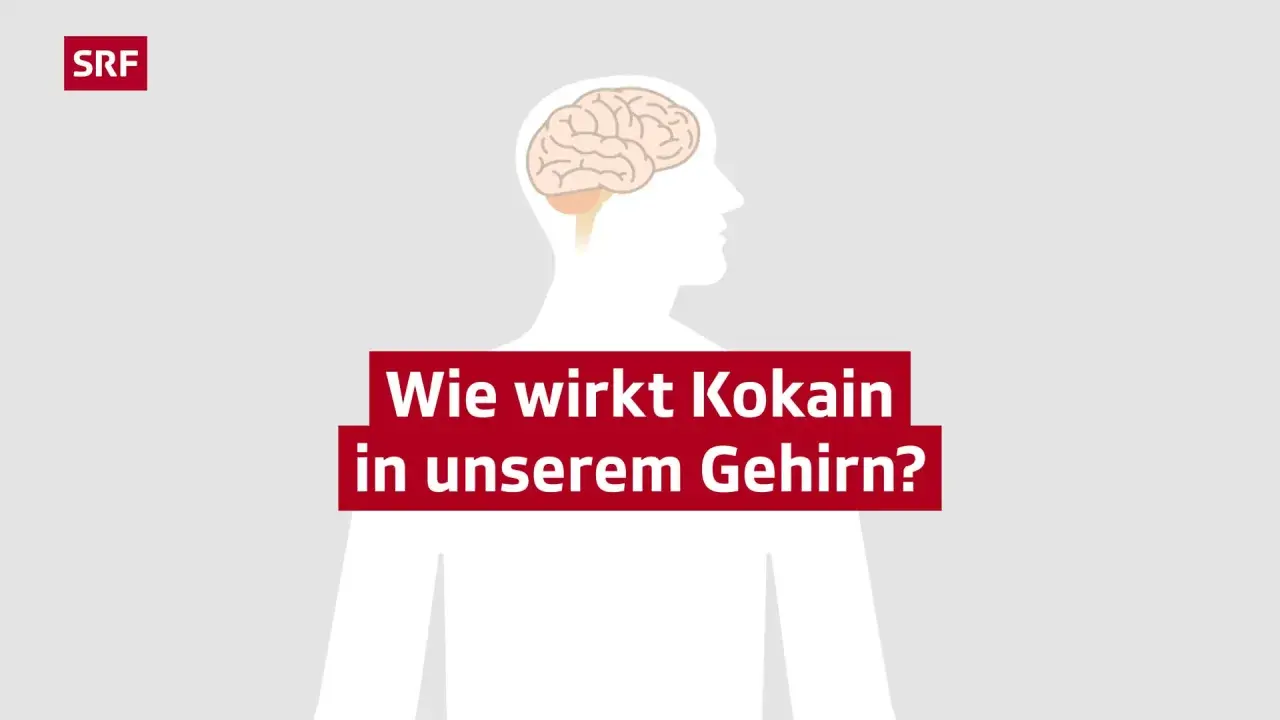 Gehirn-Illustration mit Text: Wie wirkt Kokain in unserem Gehirn? SRF.