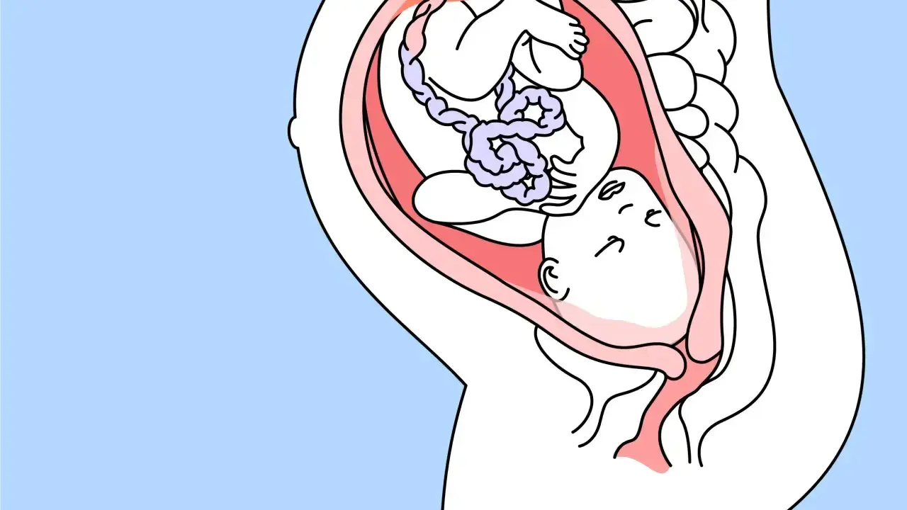 Ein Baby in 35 ssw liegt mit dem Kopf nach unten im Mutterleib, bereit für die Geburt.