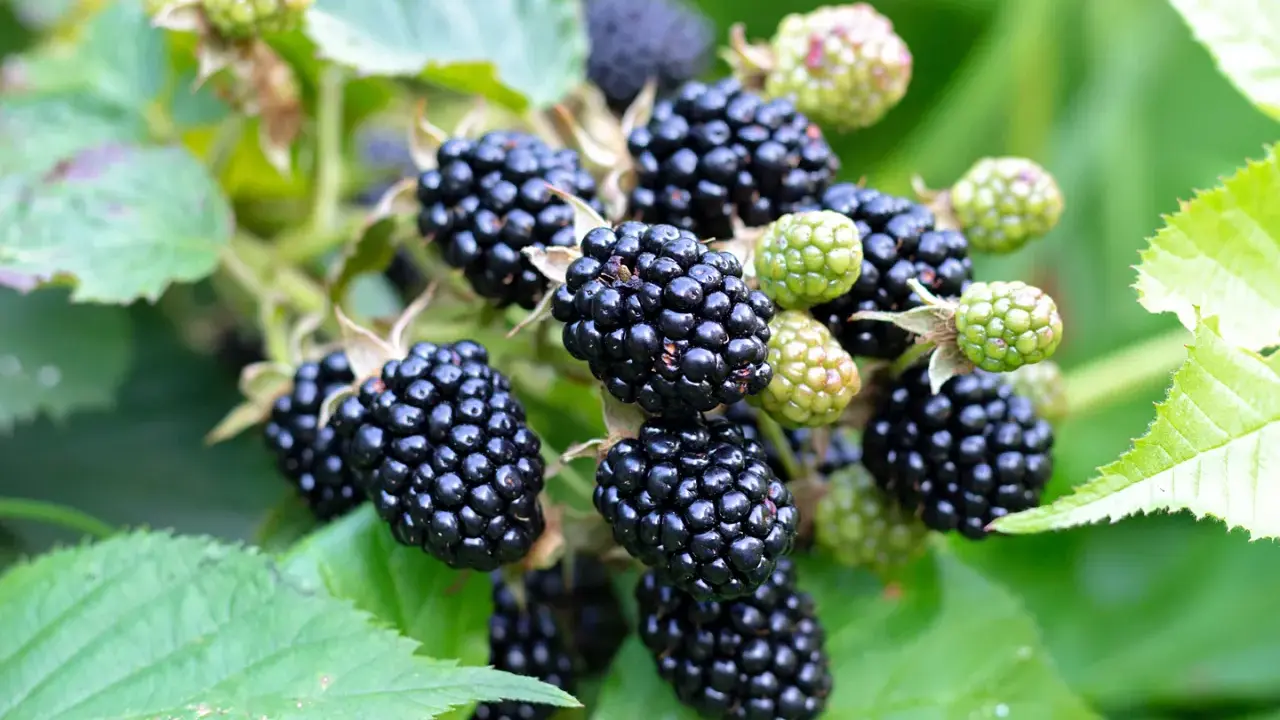 Reife, saftige Brombeeren hängen am Strauch. Diese gesunden Früchte sind voller Vitamine und ein Genuss für den Gaumen.