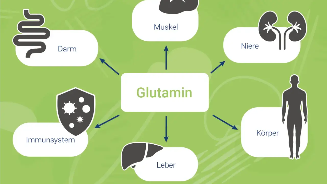Glutamin wirkt auf Darm, Muskeln, Nieren, Immunsystem, Leber und den gesamten Körper.