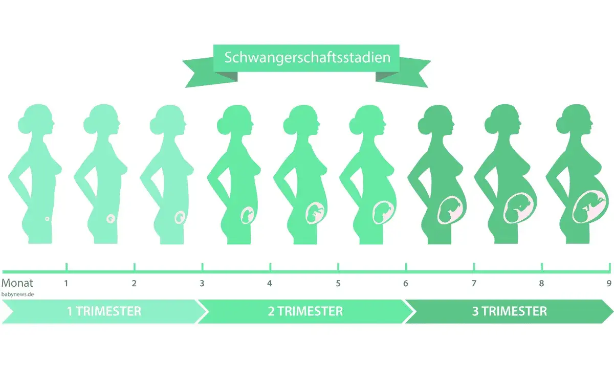 Illustration zeigt die Entwicklung des Babys in verschiedenen Schwangerschaftswochen, von Monat 1 bis 9.