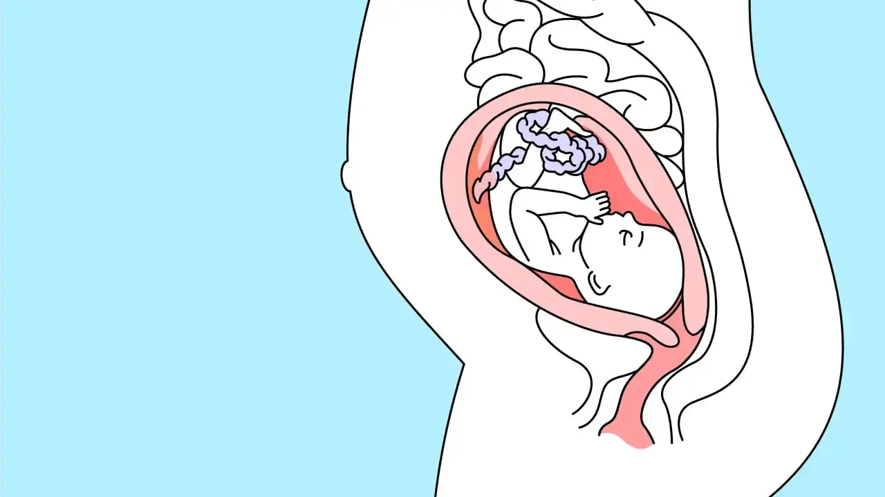 Ein Baby in der 25. SSW liegt im Mutterleib, umgeben von der Nabelschnur und der Fruchtblase.