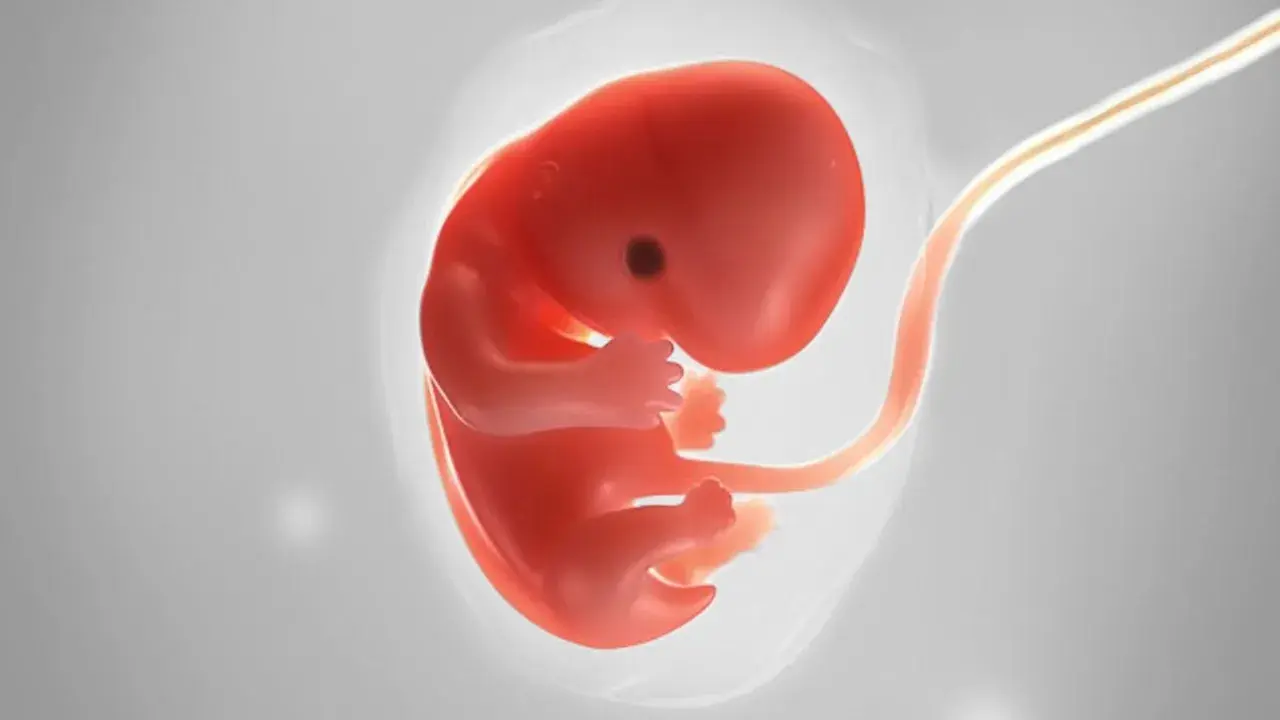Ein roter Embryo mit Nabelschnur, dargestellt als Ultraschall 7 ssw.