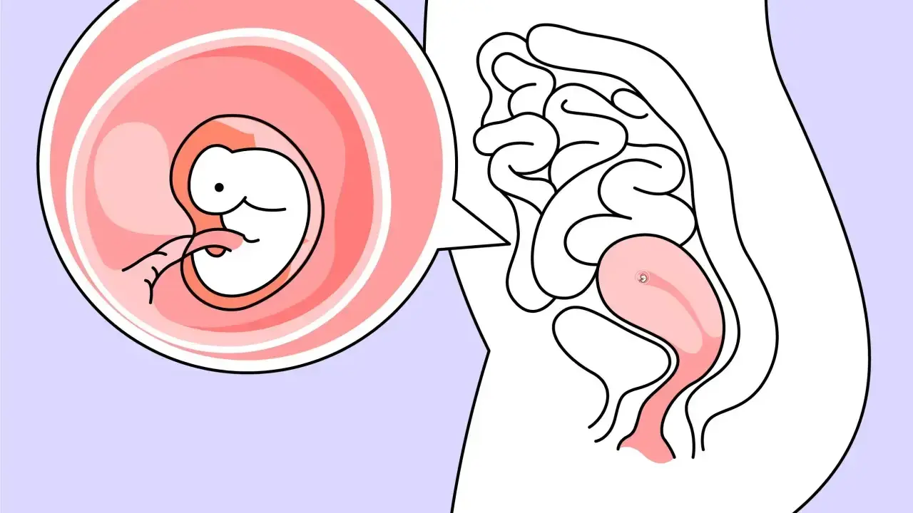 Ein Embryo in der 6. SSW wächst in der Gebärmutter. Der kleine Mensch entwickelt sich rasant.