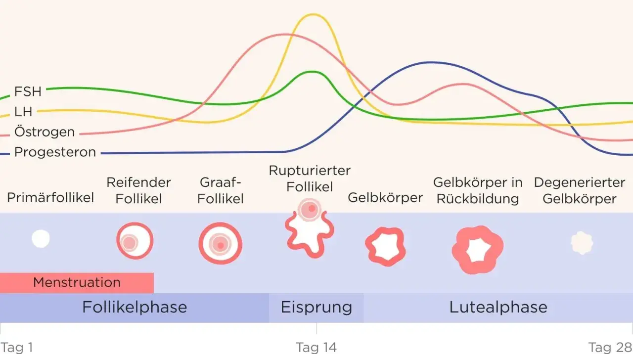 Diagramm zeigt Hormonverlauf im Zyklus. Verständnis hilft bei PMS.