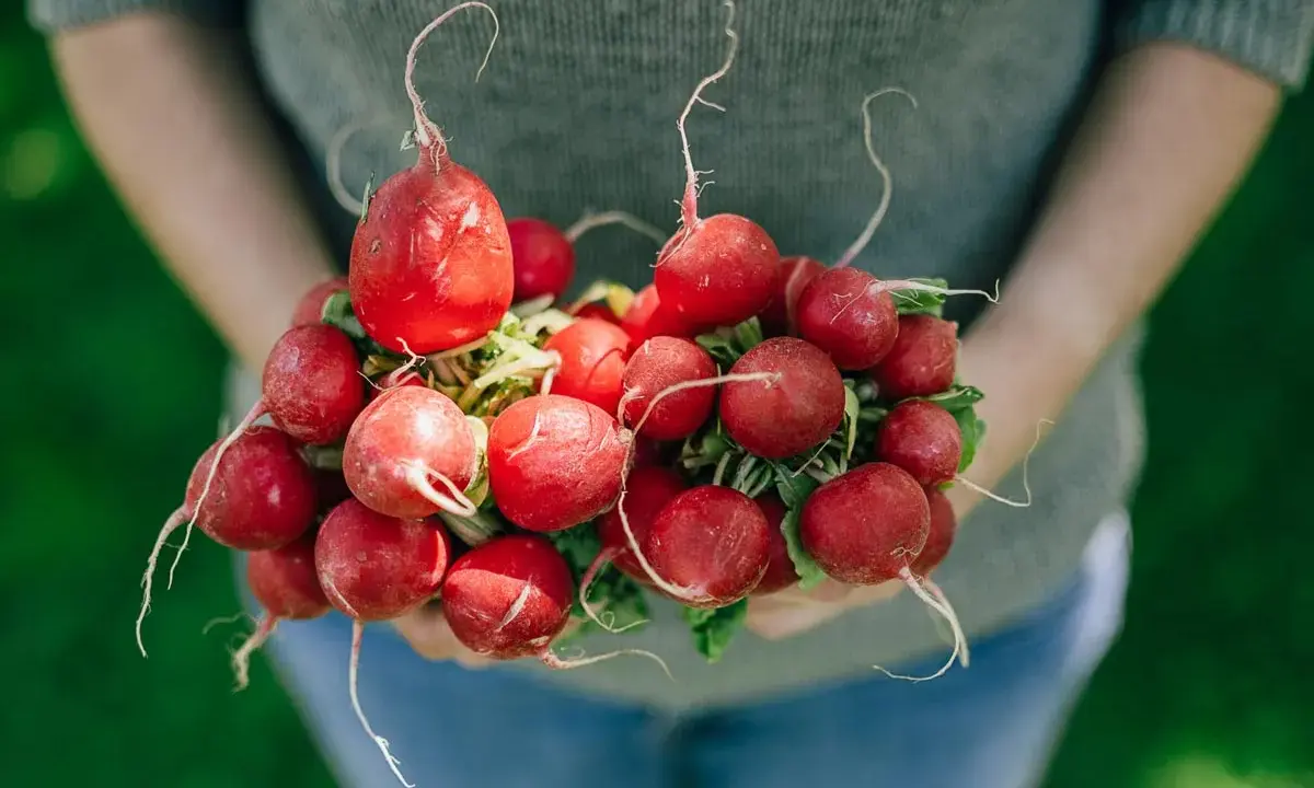 Frische, rote Radieschen, ein Symbol für gesunde Ernährung, werden von Händen gehalten.