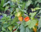 Reife Physalis-Früchte in leuchtendem Orange und Gelb hängen an einem Strauch. Diese kleinen, gesunden Früchte sind ein Genuss.
