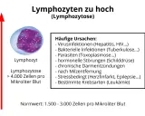 Erhöhte Lymphozyten (Lymphozytose) über 4.000/µl Blut. Ursachen: Infektionen, Parasiten, hormonelle Störungen, Stress, Krebs.