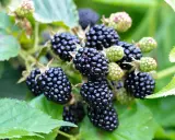 Reife, saftige Brombeeren hängen am Strauch. Diese gesunden Früchte sind voller Vitamine und ein Genuss für den Gaumen.