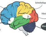 Gehirn mit farbigen Lappen und Markierungen für Broca-Areal und Wernicke-Areal, wichtig für das Verständnis von Broca-Wernicke-Aphasie.