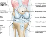 Anatomische Darstellung des Kniegelenks mit Beschriftungen. Das innere Seitenband ist hervorgehoben, was auf mögliche knieschmerzen innenseite hindeuten könnte.