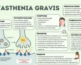 Myasthenia Gravis: Autoimmunerkrankung mit Muskelschwäche. Infektionen und bestimmte Medikamente sind Risikofaktoren. Therapieoptionen umfassen Immunsuppressiva.