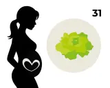 Silhouetten einer schwangeren Frau mit einem Herzsymbol auf dem Bauch. Daneben eine Illustration eines Kopfsalats, der das Baby in der 31. SSW symbolisiert.