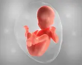 Ein Baby in der 26. SSW, das sich im Fruchtwasser entwickelt. Es ist in einer schützenden Blase, bereit für das Leben.