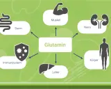 Glutamin wirkt auf Darm, Muskeln, Nieren, Immunsystem, Leber und den gesamten Körper.