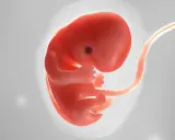 Ein roter Embryo mit Nabelschnur, dargestellt als Ultraschall 7 ssw.