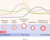 Diagramm zeigt Hormonverlauf im Zyklus. Verständnis hilft bei PMS.