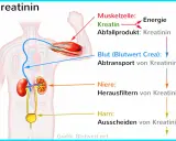 Muskeln produzieren Kreatinin als Abfallprodukt. Der Blutwert zeigt, wie die Nieren Kreatinin filtern und ausscheiden.