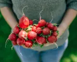 Frische, rote Radieschen, ein Symbol für gesunde Ernährung, werden von Händen gehalten.