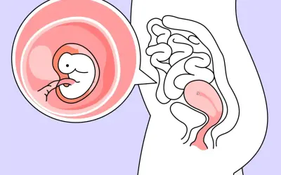 Ein Embryo in der 6. SSW wächst in der Gebärmutter. Der kleine Mensch entwickelt sich rasant.