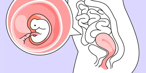 Ein Embryo in der 6. SSW wächst in der Gebärmutter. Der kleine Mensch entwickelt sich rasant.