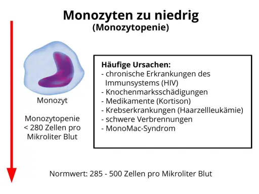 Bild zeigt einen Monozyten und erklärt, dass zu niedrige Monozyten (Monozytopenie) durch HIV, Medikamente oder schwere Verbrennungen verursacht werden können.