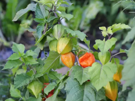 Reife Physalis-Früchte in leuchtendem Orange und Gelb hängen an einem Strauch. Diese kleinen, gesunden Früchte sind ein Genuss.