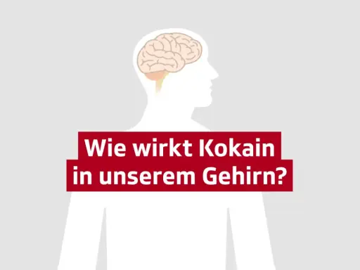 Gehirn-Illustration mit Text: Wie wirkt Kokain in unserem Gehirn? SRF.