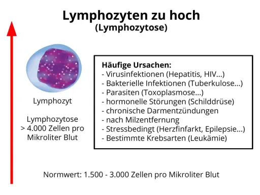 Erhöhte Lymphozyten (Lymphozytose) über 4.000/µl Blut. Ursachen: Infektionen, Parasiten, hormonelle Störungen, Stress, Krebs.