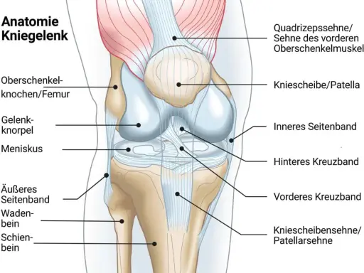 Anatomische Darstellung des Kniegelenks mit Beschriftungen. Das innere Seitenband ist hervorgehoben, was auf mögliche knieschmerzen innenseite hindeuten könnte.