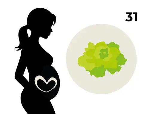 Silhouetten einer schwangeren Frau mit einem Herzsymbol auf dem Bauch. Daneben eine Illustration eines Kopfsalats, der das Baby in der 31. SSW symbolisiert.