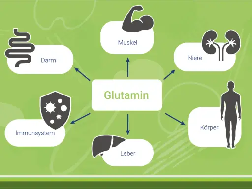 Glutamin wirkt auf Darm, Muskeln, Nieren, Immunsystem, Leber und den gesamten Körper.