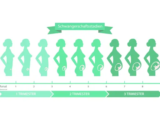 Illustration zeigt die Entwicklung des Babys in verschiedenen Schwangerschaftswochen, von Monat 1 bis 9.