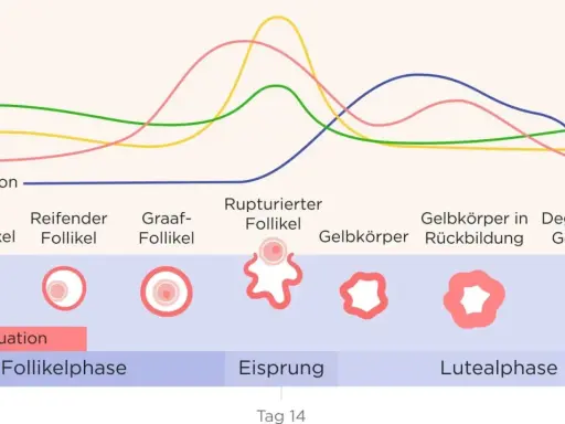 Diagramm zeigt Hormonverlauf im Zyklus. Verständnis hilft bei PMS.