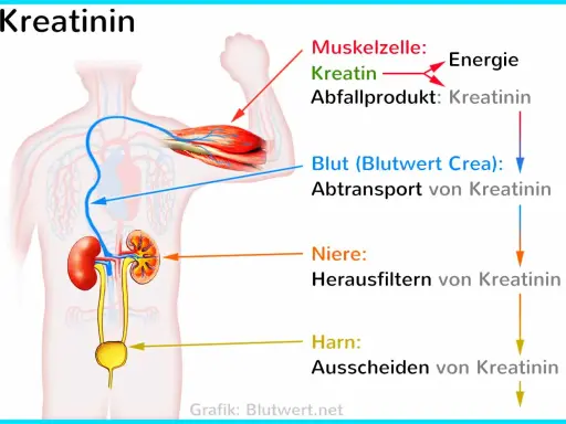 Muskeln produzieren Kreatinin als Abfallprodukt. Der Blutwert zeigt, wie die Nieren Kreatinin filtern und ausscheiden.