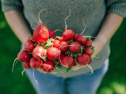 Frische, rote Radieschen, ein Symbol für gesunde Ernährung, werden von Händen gehalten.
