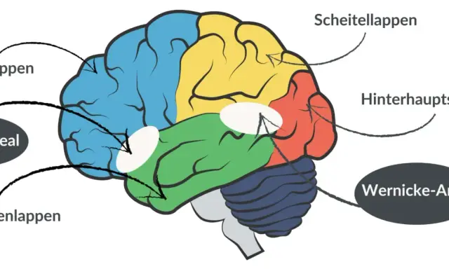 Gehirn mit farbigen Lappen und Markierungen für Broca-Areal und Wernicke-Areal, wichtig für das Verständnis von Broca-Wernicke-Aphasie.