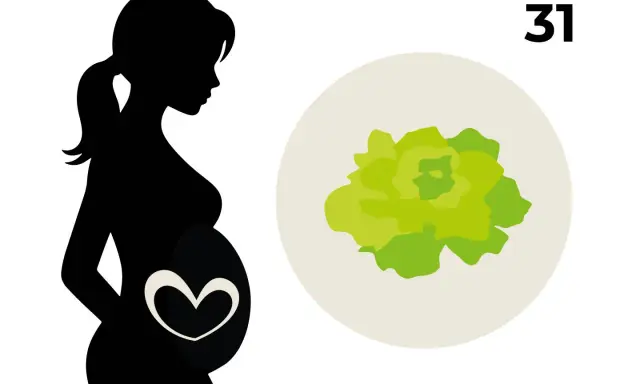 Silhouetten einer schwangeren Frau mit einem Herzsymbol auf dem Bauch. Daneben eine Illustration eines Kopfsalats, der das Baby in der 31. SSW symbolisiert.