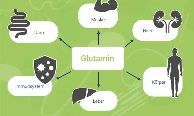 Glutamin wirkt auf Darm, Muskeln, Nieren, Immunsystem, Leber und den gesamten Körper.