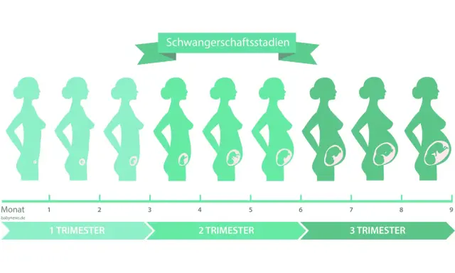 Illustration zeigt die Entwicklung des Babys in verschiedenen Schwangerschaftswochen, von Monat 1 bis 9.
