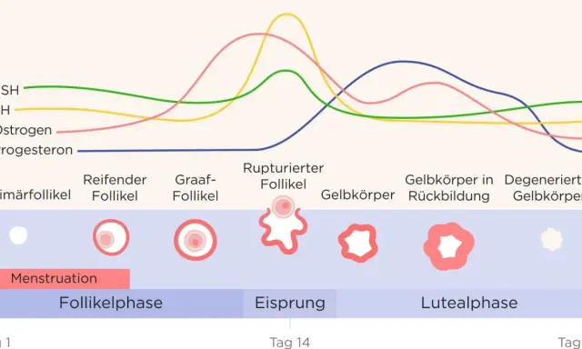 Diagramm zeigt Hormonverlauf im Zyklus. Verständnis hilft bei PMS.