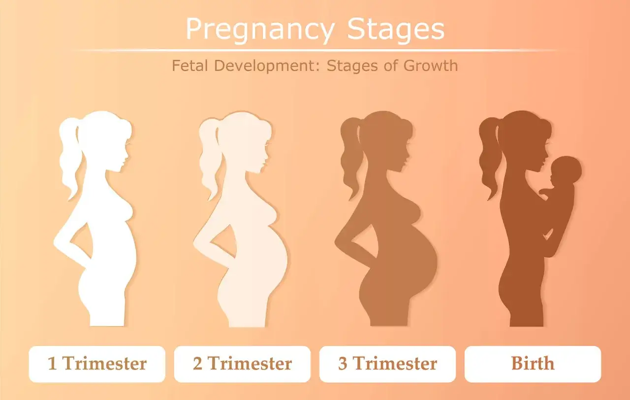 Silhouetten zeigen die Entwicklung einer Schwangerschaft von 1. Trimester bis zur Geburt. Jede Phase illustriert das Wachstum des Babys &uuml;ber die Schwangerschaft Wochen.