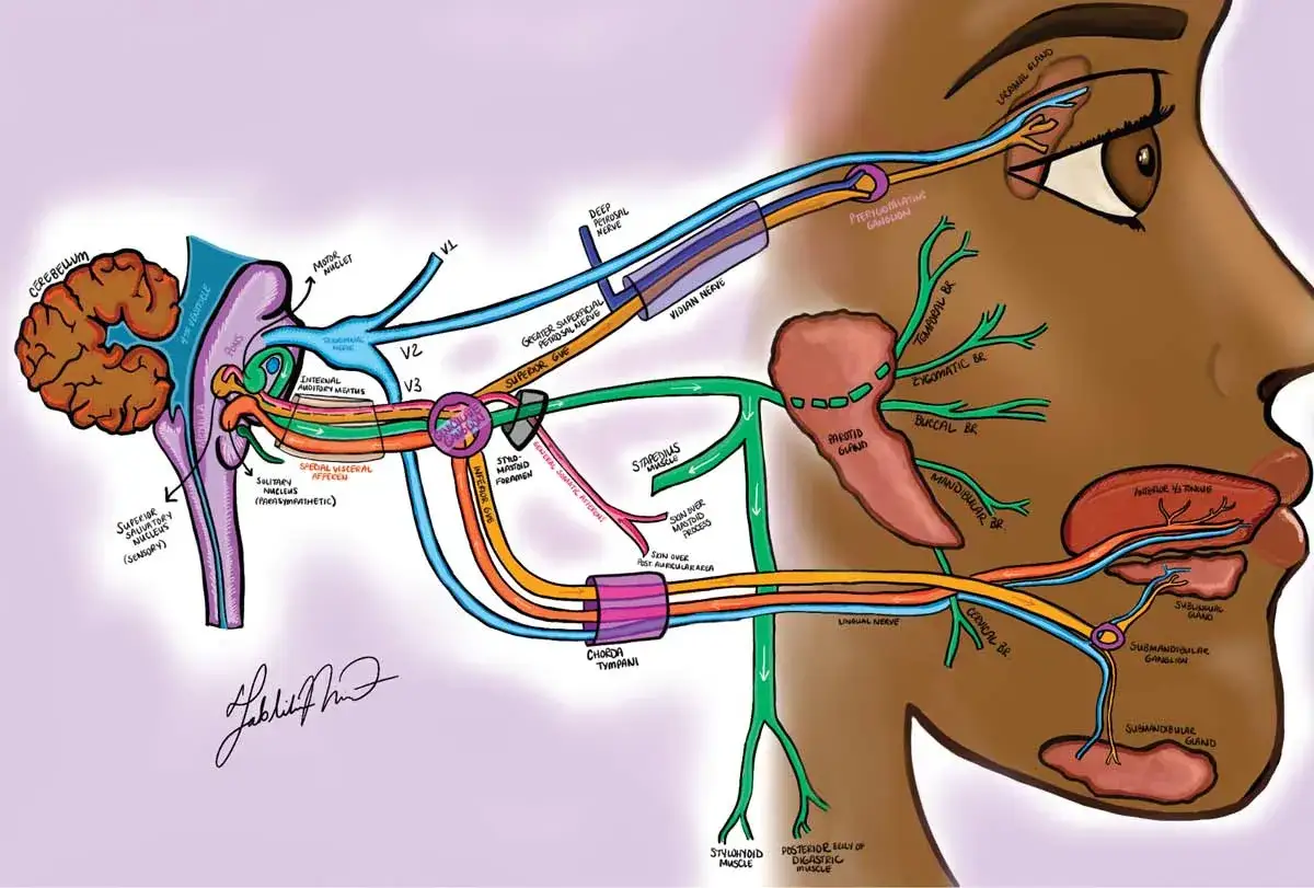 Illustration des Nervensystems im Gesicht, das erklärt, wie sich ein Kribbeln im Gesicht anfühlen kann.