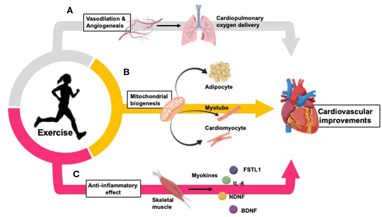 Schema zeigt, wie aerobes Training durch Vasodilatation, Angiogenese, mitochondriale Biogenese und entz&uuml;ndungshemmende Effekte zu Herz-Kreislauf-Verbesserungen f&uuml;hrt.