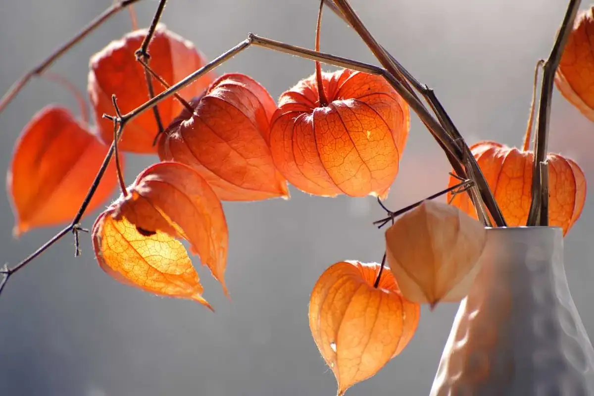 Leuchtende Physalis-Laternen, die wie kleine, gesunde Schätze von Zweigen hängen und von der Sonne angestrahlt werden.