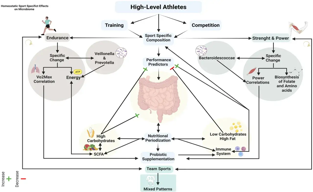 Schema zeigt, wie Training und Ernährung die Darmflora beeinflussen. Glutamin wirkt sich positiv auf die Energie und die Biosynthese aus.