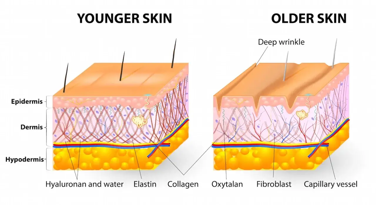 Vergleich junger und reifer Haut. Die Retinol Wirkung zeigt sich in der verbesserten Kollagenproduktion und strafferen Hautstruktur.