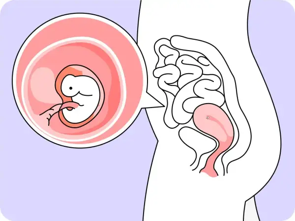 Ein Embryo in der 6. SSW wächst in der Gebärmutter. Der kleine Mensch entwickelt sich rasant.