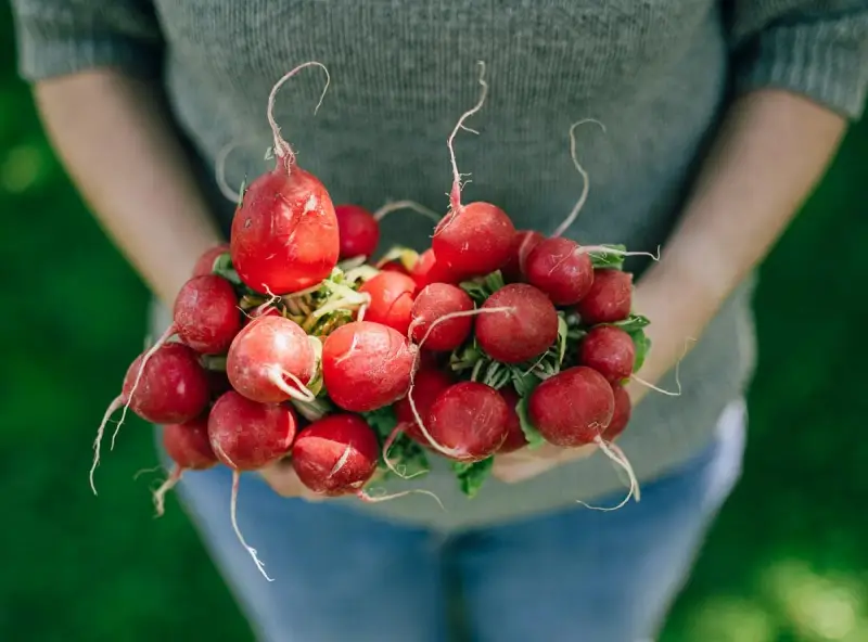Frische, rote Radieschen, ein Symbol für gesunde Ernährung, werden von Händen gehalten.